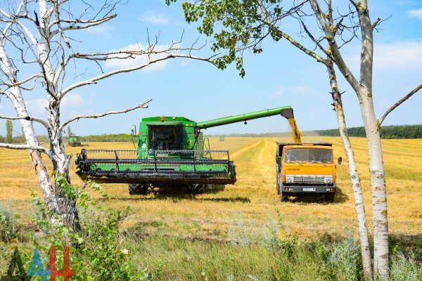 Порядка полтысячи комбайнов будут задействованы в ДНР в уборке урожая ранних зерновых культур