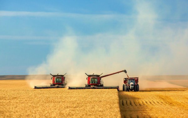 Производство зерна в мире составит 2,177 млн. тонн в 2019-20 МГ - прогноз - «Политика»