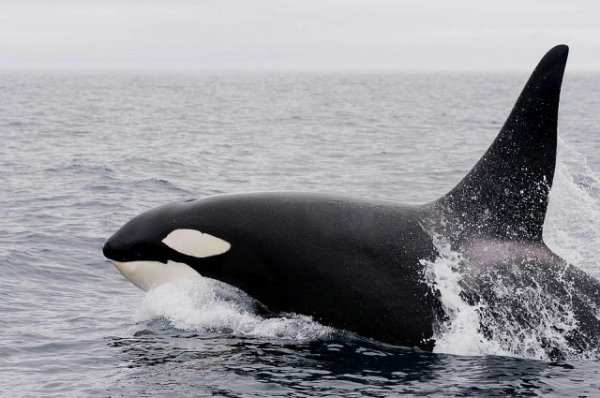Ученые рассказали о состоянии выпущенных из «китовой тюрьмы» косаток - «Происшествия»