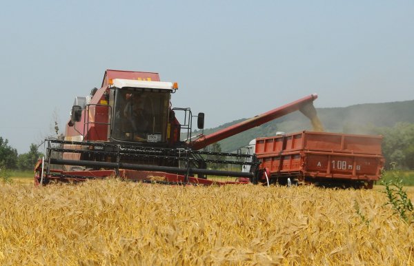 Урожайность зерновых в России выше прошлогоднего - «Культура»