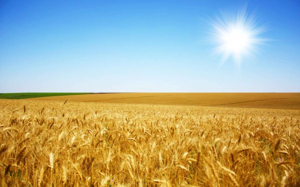 В 2019-20 МГ урожай пшеницы в Австралии вырастет на 23% - эксперты - «Здоровье»
