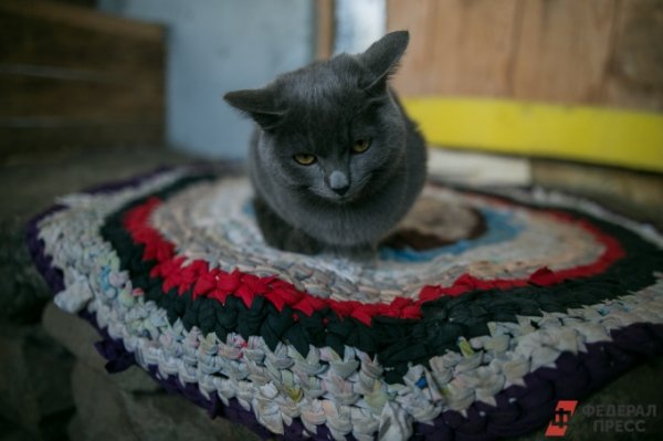 В Госдуме предложили запретить больным людям заводить много кошек