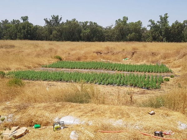 В Израиле рядом с военной базой нашли плантацию конопли на 5,5 миллионов шекелей - «Политика»