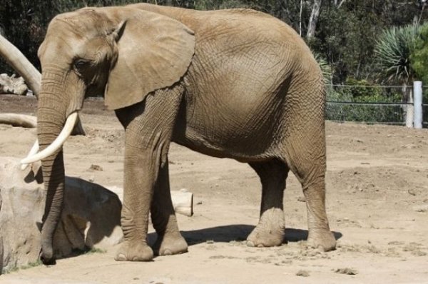 В Канаде слон напал на сотрудника зоопарка - «Политика»