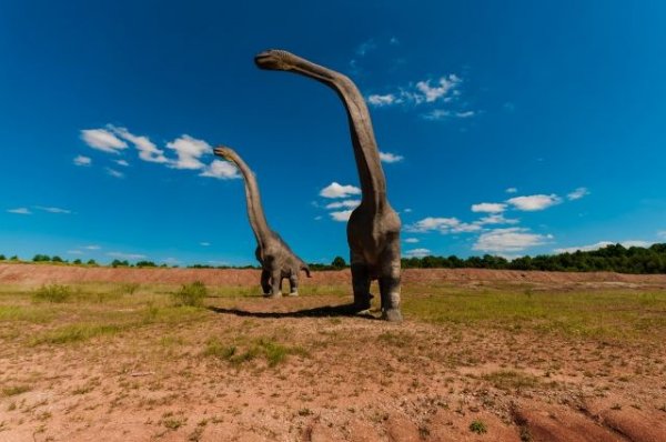 В Китае найдены следы динозавров, которым около 100 млн лет - «Политика»