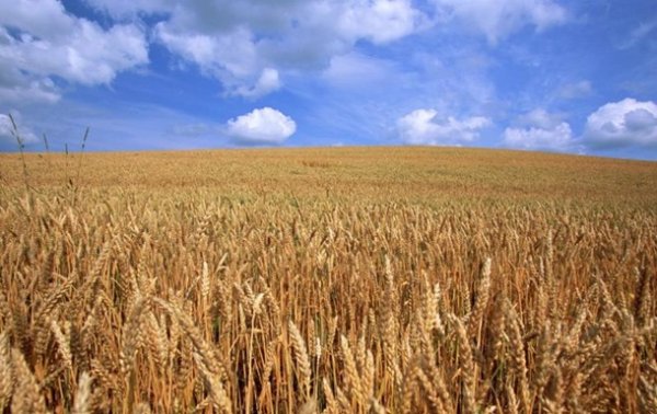 В Николаевской области горели поля с пшеницей