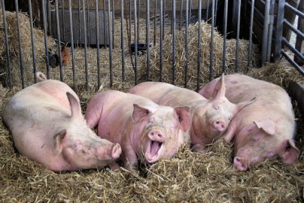 В России снижение количества очагов АЧС среди домашних свиней на 60-70% - «Здоровье»