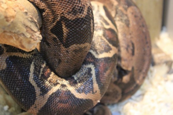 В Тюмени змея чуть не убила шестилетнюю девочку