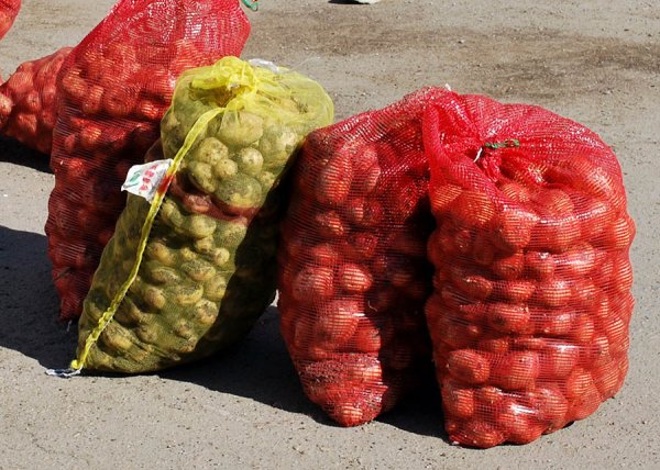 В Восточном Казахстане бесплатно раздавали картофель из стабфонда - «Новости дня»