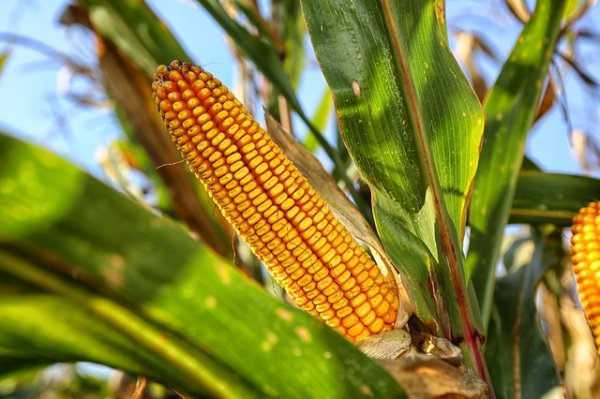 В Зимбабве урожай кукурузы может снизиться на 54% из-за засухи - «Технологии»