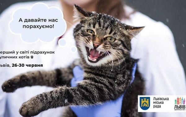 Во Львове впервые в мире подсчитают бродячих котов - (видео)