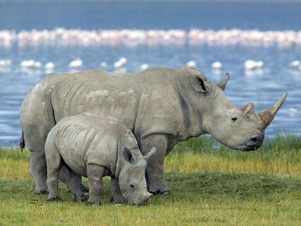 Вымирающий северный белый носорог может появиться на свет от умершего самца - «Новости дня»