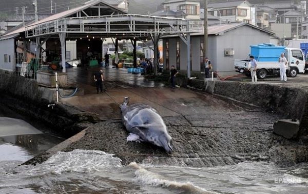 Япония официально покидает китобойную комиссию