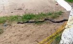 Огромная змея поселилась во дворе дома в Уссурийске - «Новости Уссурийска»