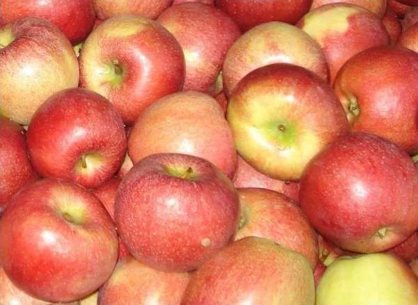 Россельхознадзор уничтожил около 65 тонн персиков и яблок из Белоруссии - «Авто новости»