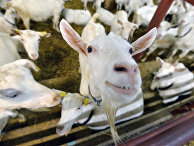 Science (США): почему поедающим землю козам не нужно ходить к дантисту? - «Наука»