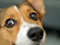 The Science: возможно, люди помогли собакам выработать особый «щенячий взгляд» - «Наука»