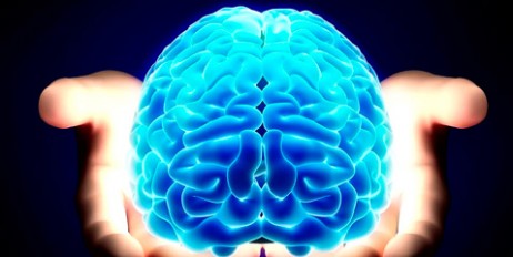 Ученые вырастили искусственный человеческий мозг - «Политика»
