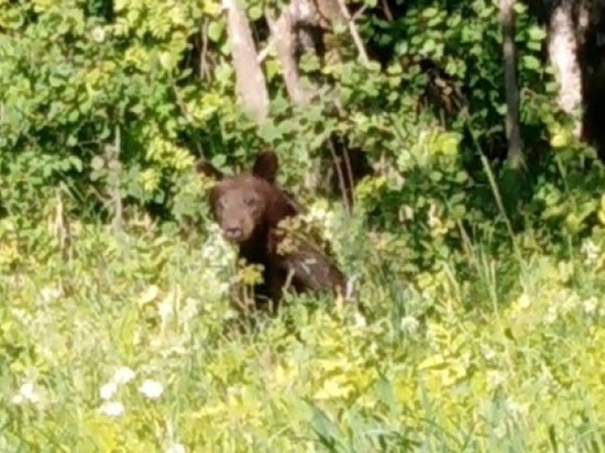 В Даниловском районе к дороге вышел медвежонок