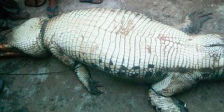 В Индонезии в брюхе убитого крокодила нашли останки фермера - «Экономика»
