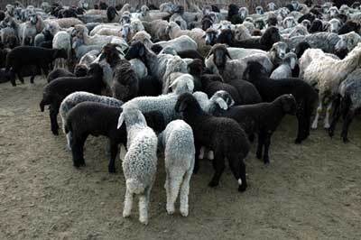 В Казахстане массово гибнут овцы - «Технологии»