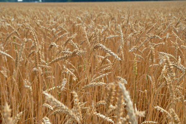 В Сибири выращивается 13% российской пшеницы, 52% - гречихи - «Новости дня»