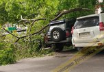 В Уссурийске в центре города дерево упало на автомобиль - «Новости Уссурийска»