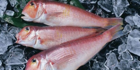 Врачи рассказали, какая рыба несет угрозу онкологии - «Происшествия»