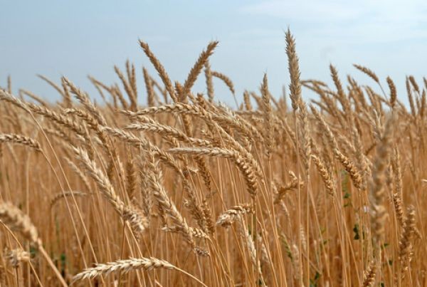 Япония планирует импортировать зерно из России - «Общество»