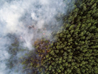 Greenpeace: лесные пожары в Сибири ускоряют глобальное потепление (Yle, Финляндия) - «Общество»