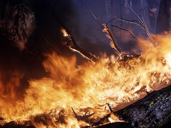 "Гринпис": Лесные пожары охватили огромные территории потому, что их не тушили - «Политика»