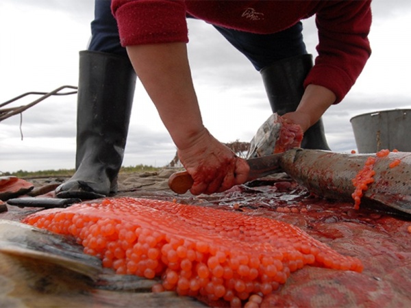 Красная рыба и икра вырастут в цене на 25–30% - «Новости Дня»
