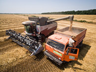 Мечта хлебопека: в России богатый урожай высококачественной пшеницы (Bloomberg, США) - «ЭКОНОМИКА»