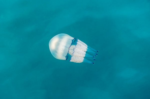 Что за медузы-корнероты появились в Крыму? | Природа | Общество - «Политика»