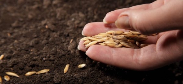 Чтобы получить качественное зерно, необходимо развивать семеноводство - «Экономика»