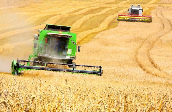 Эксперты в очередной раз снизили прогноз сбора зерна в России из-за жаркого июня - «Культура»