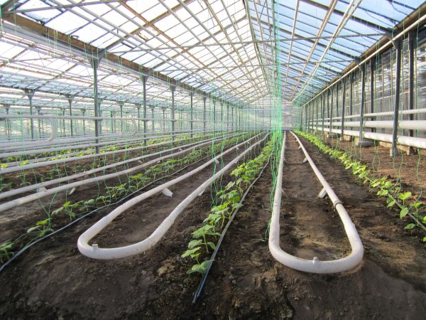 Инвестиции в сельхозразвитие - «Новости дня»