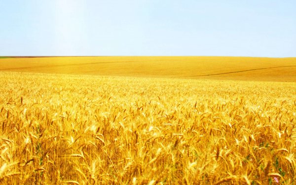 Канадская пшеница вновь стала востребованной в Китае - «Здоровье»