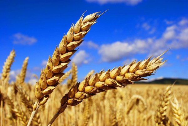 Китайский рынок полностью открыт для казахстанской пшеницы — посол - «Новости дня»