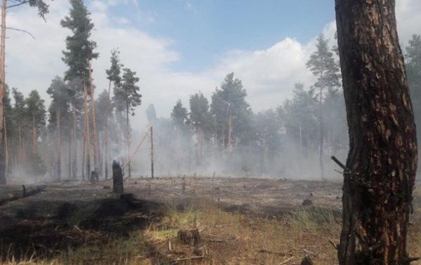 Масштабный лесной пожар произошел в Херсонской области