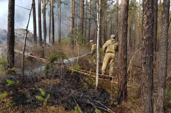 Минобороны создало оперативный штаб по тушению пожаров в Красноярском крае | Происшествия - «Политика»