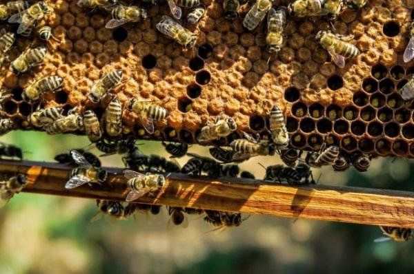 На Алтае зафиксирована массовая гибель пчел - «Происшествия»