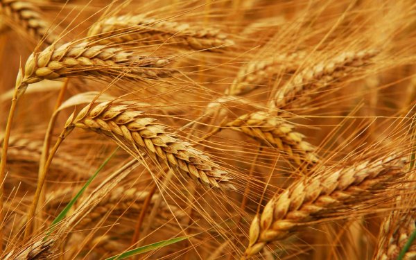 На прошлой неделе динамика котировок пшеницы в Европе и США была отрицательной - «Экономика»