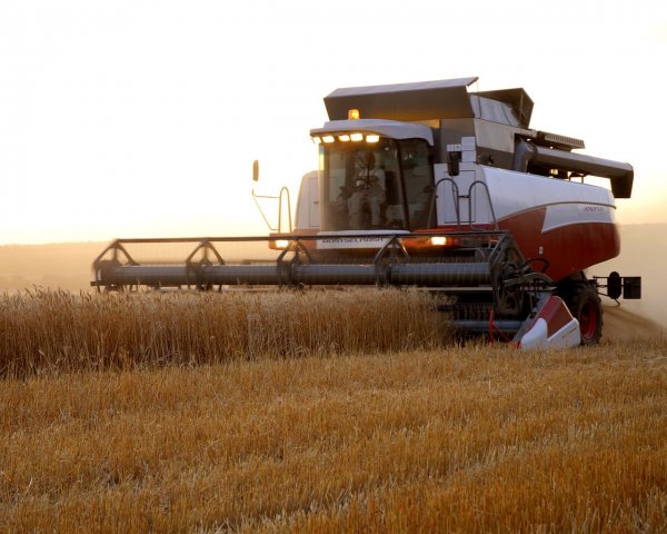 Намолот пшеницы в России более чем на 5 млн. тонн больше прошлогоднего - «Новости дня»