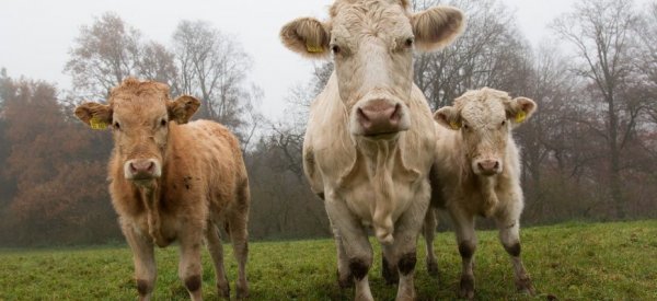 Новозеландских фермеров обяжут платить за выделяемые животными газы и навоз - «Технологии»