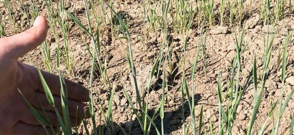 Оптимизм по поводу урожая российской пшеницы угасает из-за засухи - «Новости дня»