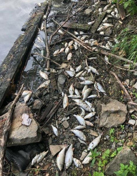 Под Екатеринбургом в реке массово гибнет рыба