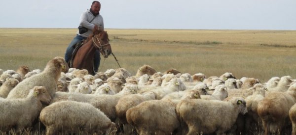 Поголовье овец в Казахстане увеличилось почти на треть - «Культура»