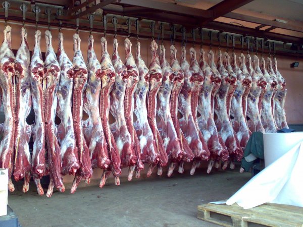 Продукция российского животноводства поставляется в более чем в 80 стран - «Здоровье»
