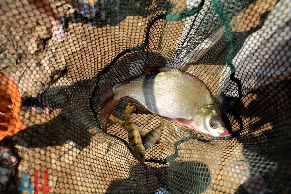 Пушилин отметил важную роль рыбаков ДНР в обеспечении продовольственной безопасности Республики